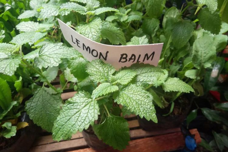 Lemon balm